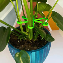 Indoor Plant Vine Trellis