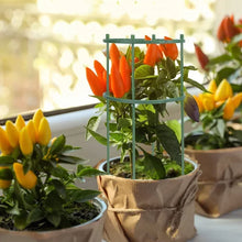 Garden Plant Support Stakes