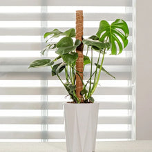 Bendable Coir Moss Pole