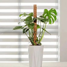 Bendable Coir Moss Pole