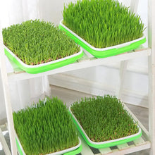Hydroponic Microgreen Sprouting Tray