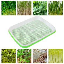 Hydroponic Microgreen Sprouting Tray