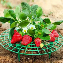 Strawberry Planting Support Rack