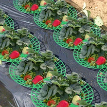 Strawberry Planting Support Rack