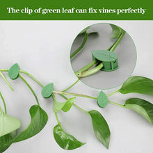 Invisible Vine Climbing Wall Clips
