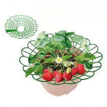 Strawberry Plant Supports