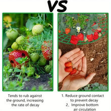 Strawberry Plant Supports