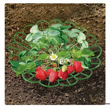 Strawberry Plant Supports