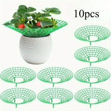 Strawberry Plant Supports