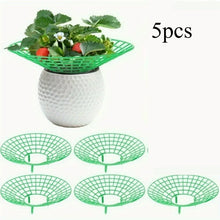 Strawberry Plant Supports